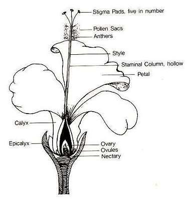 Growing Hibiscus - 8 Hybridisation Hibiscus Drawing, Hibiscus Flower Drawing, Growing Hibiscus, Flower Structure, Lady Parts, School Study Ideas, Hibiscus Plant, Parts Of A Flower, Homeschool Science