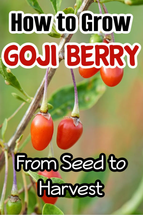 Growing Goji Berries: Seed to Harvest Guide

Learn how to successfully grow Goji berries from seed to harvest. Check out our step-by-step instructions, and techniques for a bountiful goji berry harvest.

https://dianfarmer.com/how-to-grow-goji-berries-from-seed-to-harvest/
#gardenlife #gardensofinstagram #veggiegarden #pottedgarden #gardeningismytherapy #containergardening #kitchengarden #mygarden #urbangarden #nature #growyourownfood #organicgarden Grow Goji Berries, Growing Goji Berries, Growing Fruit Trees, Vegetable Garden For Beginners, Homestead Gardens, Goji Berry, Finance Saving, Garden Recipes, Vegetable Garden Design