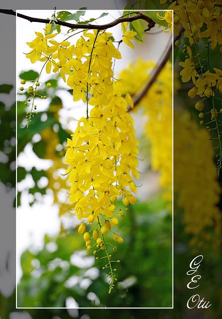 Cassia Fistula, Golden Chain Tree, Trees For Front Yard, Water Wise Plants, Flower Words, Nikon D700, Rose Crafts, Daisy Wallpaper, Beautiful Flowers Wallpapers