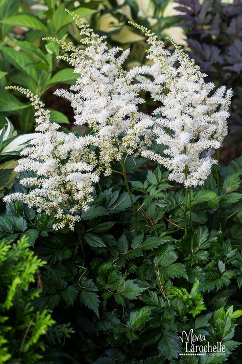 Chinese Astilbe 'Vision in White' (Astilbe chinensis) Astilbe Chinensis, Astilbe Flower, White Astilbe, Mailbox Garden, White Flowering Plants, Front Landscaping, Shade Perennials, Landscape Plan, Moon Garden