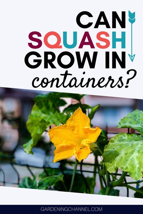 Do you grow your vegetable garden in containers? Don't leave squash out of your container garden. Learn how to grow squash in pots, including tips on vining squash varieties. #gardeningchannel #gardening #vegetablegardening #containergarden #growsquash Vegetable Garden In Containers, Squash In Containers, How To Grow Squash, Garden In Containers, Grow Squash, Garden Renovation Ideas, Above Ground Garden, Indoor Gardening Supplies, Growing Squash