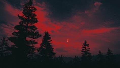 forest, landscape, night, crescent moon, Moon | 2560x1440 Landscape Night, 2560x1440 Wallpaper, Laptop Wallpaper Desktop Wallpapers, Desktop Wallpaper Design, High Resolution Wallpapers, Neon Wallpaper, Red Moon, Forest Wallpaper, Aesthetic Desktop Wallpaper