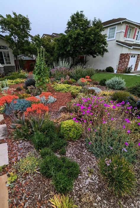 No Lawn Garden, Flower Aesthetic White, Flower Lawn, Native Plant Landscape, Texas Landscaping, Yard Makeover, Texas Landscape, Front Lawn Landscaping, Beautiful Yards