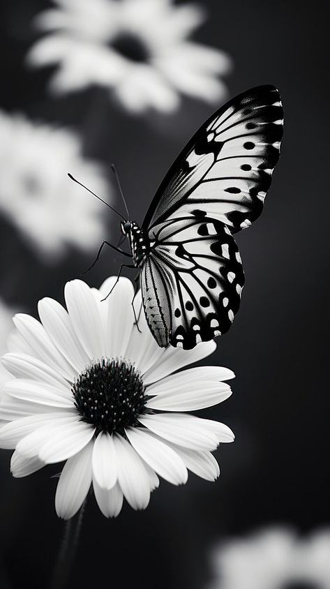 Photography of butterflies butterfly animal insect. | premium image by rawpixel.com / PLAIIII Butterfly Pictures Photography, Black And White Butterfly Aesthetic, Black Butterfly Wallpaper Aesthetic, Butterfly With Black Background, Black And White Nature Photos, Papillon Photo, Black And White Moodboard, Wallpaper Aesthetic Black And White, Black Aesthetic Collage