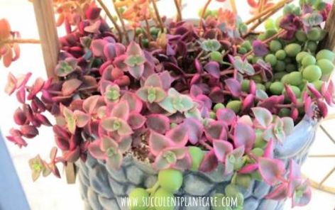 Crassula Pellucida Variegata-Calico Kitten Care, Propagation - Succulent Plants and Care String Of Pearls Plant, Buy Succulents, Calico Kitten, Propagating Succulents, Crassula Ovata, Kitten Care, Succulents In Containers, Water Wise, Indoor Gardening