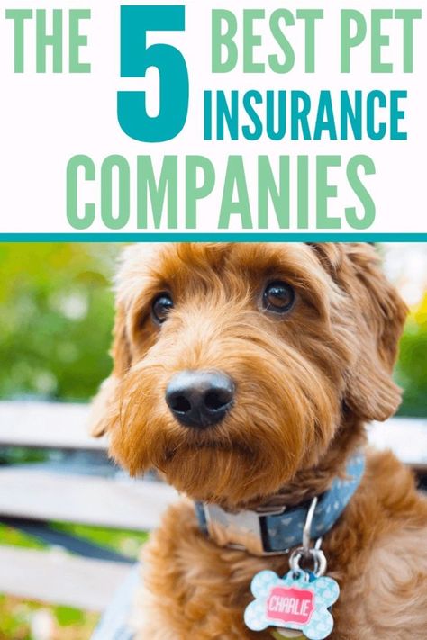 Pet Insurance Cockapoo Breeders, Wellness Plan, Reactive Dog, Cockapoo Dog, Dog Insurance, Periodontal Disease, Insurance Companies, Long Term Care, Pet Insurance