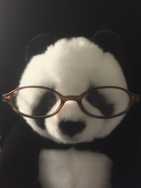 7 Panda Profile Pictures, Cute Panda Pfp, Panda With Glasses, Panda Pfp, Glasses Pfp, Diva Cup, Couples Hidden Face Pics, Face Pics, Funny Items