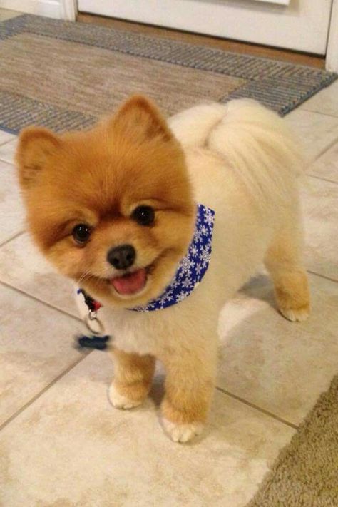 Such a cute baby! Cutest Small Dog Breeds, Pomeranian Haircut, Pomeranian Breed, Dog Grooming Styles, Cute Small Dogs, Teddy Bear Dog, Dog Haircuts, Cute Pomeranian, Dog Cuts