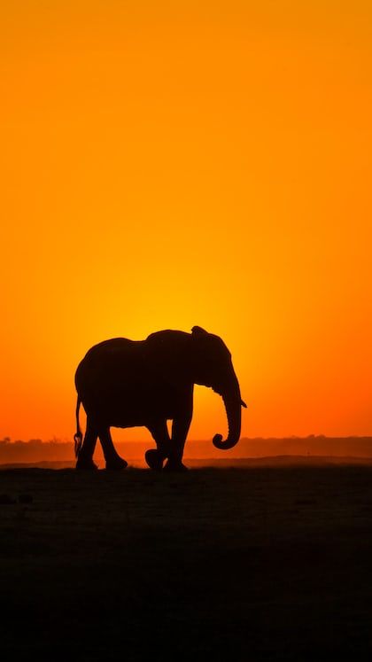 Africa Sunset, Dr Aesthetic, Fav Animal, African Forest Elephant, Elephant Photography, Elephant Wallpaper, Elephant Artwork, Cute Images For Wallpaper, Elephant Silhouette