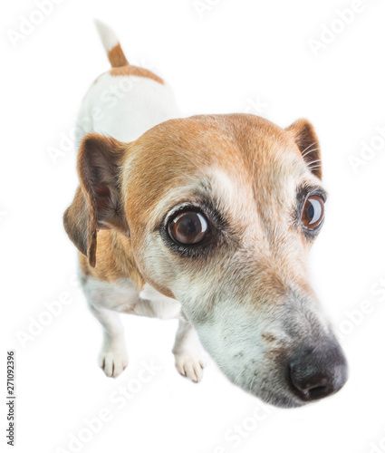 Toro Inoue, Goofy Dog, Dog Icon, Cute Headers, Pretty Dogs, Silly Dogs, Silly Animals, Dog Images, Russell Terrier