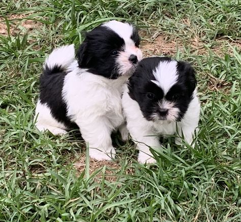 Shih Tzu Puppies For Sale | Silverhill, AL Black And White Shih Tzu, Shih Tzu Training, White Shih Tzu, Perro Shih Tzu, Shitzu Puppies, Shih Tzu Puppies, Dog Breeders, 4 Month Olds, Shih Tzu Puppy