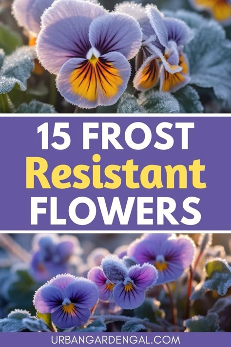 frost resistant flowers in the garden Winter Landscape Ideas Front Yard, Winter Pansies In Pots, All Year Flowering Plants, Winter Garden Flowers, Pansies In Flower Beds Front Yards, Fall And Winter Flowers To Plant, Flowers That Bloom In Winter, Spring Flower Garden Ideas, Winter Flower Beds Ideas Front Yards