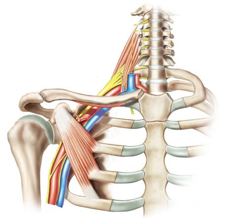 Brachial Plexus Injury, Brachial Plexus, Shoulder Impingement, How To Help Nausea, Human Body Anatomy, Poor Circulation, Medical Anatomy, Spinal Cord, Personal Trainers