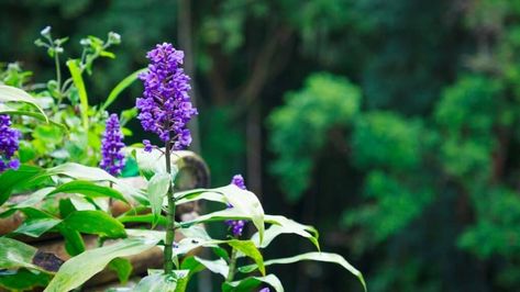 Creeping Lilyturf via @plantophiles Flowers Types, Crepe Myrtle Trees, Crepe Myrtles, Lily Turf, Colorful Shrubs, Ground Orchids, Edging Plants, Shade Loving Perennials, Myrtle Tree