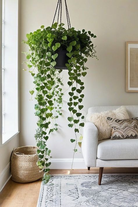 10 Best Indoor Climbing Vines Living Room Vines, Hanging Plants Indoor Living Rooms, Jasmine Images, Vine Decor, Mandevilla Vine, Small Trellis, Jasmine Vine, Cozy Interior Design, Indoor Climbing