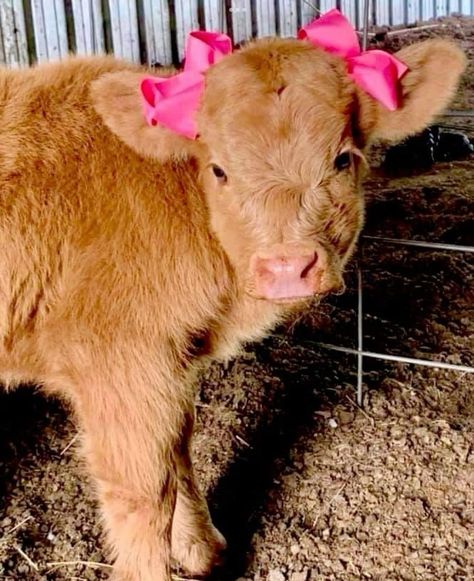 Cow Hairstyle, Hi Land Cow, Hiland Cow, Pet Cows, Cutee Animals, Mini Cows, Baby Highland Cow, Baby Farm Animals