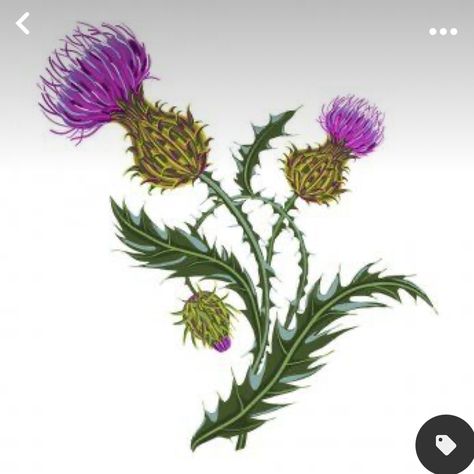 Thistle Quilt, Scottish Thistle Art, Hur Man Ritar Blommor, Thistle Painting, Art Festival Poster, Thistle Plant, Thistle Tattoo, Purple Flowering Plants, Thistles Art