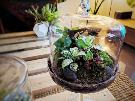 Terrarium in a cake display stand Cake Stand Terrarium, Micro Garden, Cake Stand Display, Glass Cake Stand, Terrarium Diy, Terrarium Plants, Cake Display, Green Thumb, Cake Stand