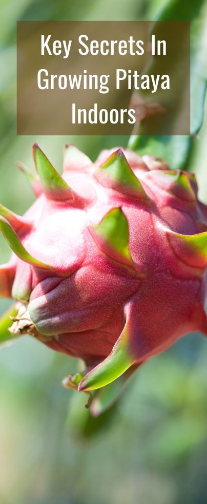 Dragon Fruit Garden, Grow Dragon Fruit, How To Grow Dragon Fruit, Dragon Fruit Plant, Lucky Plant, Fruit Plants, Fruit Garden, Garden Tips, Stay At Home Mom