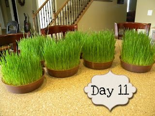 FlipChick Designs: Search results for Wheatgrass Centerpieces Grass Centerpiece Ideas, Wheatgrass Centerpiece, Wheat Grass Centerpiece, Golf Centerpieces, Growing Wheat Grass, Grass Centerpiece, Banquet Centerpieces, Relief Society Birthday, Table Layout