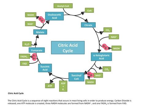 Citric acid cycle importance, definition, steps, products, location & inhibitors Citric Acid Cycle, Acetyl Coa, Adrenal Cortex, Krebs Cycle, Cellular Respiration, Mammary Gland, Nucleic Acid, Adipose Tissue, Cell Membrane