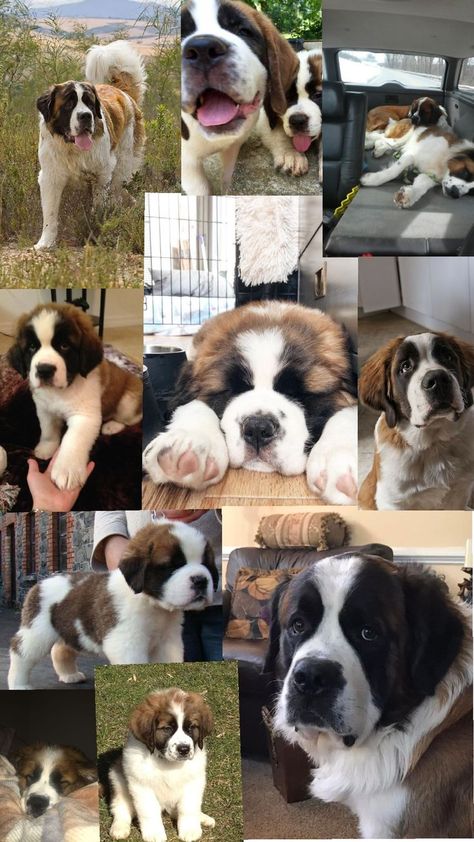 saint Bernard Baby Saint Bernard, Saint Bernard Aesthetic, Meh Aesthetic, Baby St Bernard, Saint Bernard Puppies, St Bernard Christmas, Saint Bernard Puppy, Background Aesthetics, Saint Bernard Dog