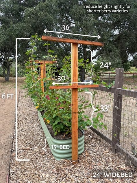 Trellis For Grapes, Grape Trellis Ideas, Honeysuckle Trellis, Berry Trellis, Blackberry Trellis, Raspberry Trellis, Grape Trellis, Berry Garden, Diy Garden Trellis