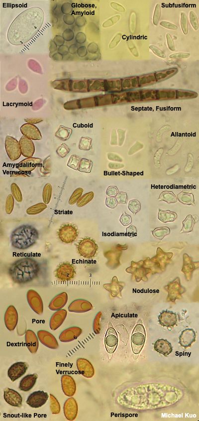 Using a Microscope to Study Mushrooms (MushroomExpert.Com) Dissecting Microscope, Microbiology Study, Biology For Kids, Mushroom Spores, Types Of Fungi, Biology Art, Biology Teacher, Ceramic Teapots, Anatomy And Physiology