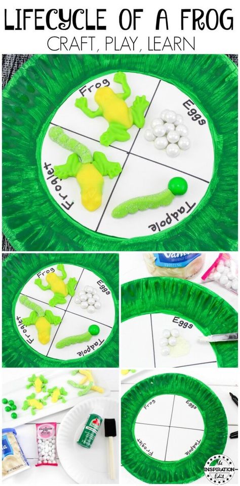 Lifecycle of a Frog learning activity for kids. #Frog #preschool #PreschoolActivities #kindergarten #springcraft #CraftPlayLearn #paperplatecraft Amphibians Activities, Reptile Crafts, Life Cycle Of A Frog, Craft Activity For Kids, Frog Activities, Lifecycle Of A Frog, Frog Theme, Frog Crafts, Paper Plate Crafts