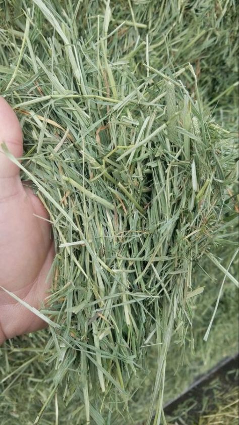 best hay for rabbits Hay For Rabbits, Alfalfa Hay, Rabbit Diet, Rabbit Hay, Rabbit Care, Rabbit Food, Pet Rabbit, The Meadows, Litter Box