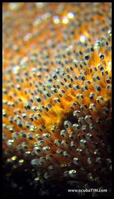 Nemo eggs - clown fish - they are ready to hatch in the night Egg Reference, Ocellaris Clownfish, Marine Life Photography, Fish Eggs, Salt Water Fish, Life Aquatic, Beautiful Sea Creatures, Texture Inspiration, Marine Fish