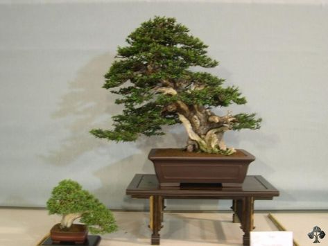 JP: Taxus Bacatta (Yew) Yew Bonsai, Soft Autumn Deep, Taxus Baccata, Bonsai Care, Japanese Bonsai, Tree Lover, Bonsai Plants, Bonsai Trees, Soft Autumn