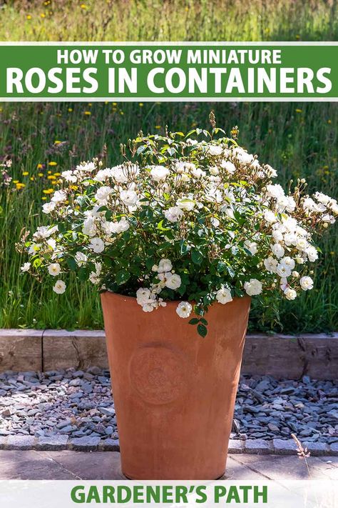 Mini Roses Outdoors, Roses In Containers, Roses In Pots, Landscape Planters, Container Roses, Miniature Roses, Best Roses, Landscaping Tools, Acid Loving Plants