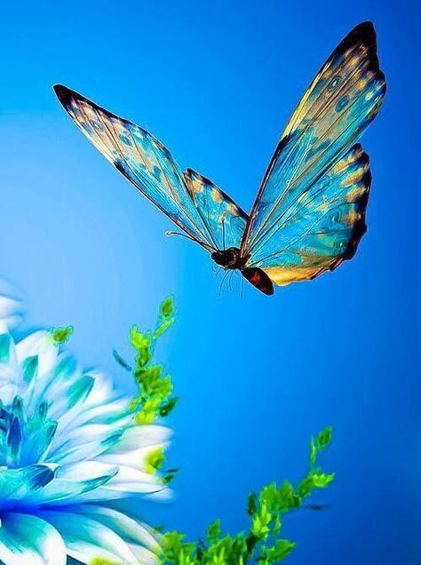 Butterfly In Flight, Happy Night, On The Wings Of Love, Types Of Butterflies, Moth Caterpillar, Zero One, Butterflies Flying, Beautiful Bugs, Butterfly Pictures