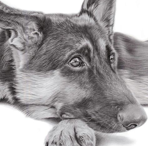 Happy Birthday Funny Dog, German Shepherd Drawing, Shepherd Drawing, Dogs German Shepherd, German Shepherd Art, Hyper Real, Dog Logo Design, Drawing Anatomy, Dog Portraits Art