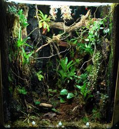 Rainforest terrarium - dark forest floor with lots of vines and hanging plants, including Nepenthes. Rainforest Terrarium, Dart Frog Vivarium, Gecko Vivarium, Bioactive Vivarium, Frog Terrarium, Gecko Terrarium, Rainforest Plants, Aquarium Terrarium, Reptile Room