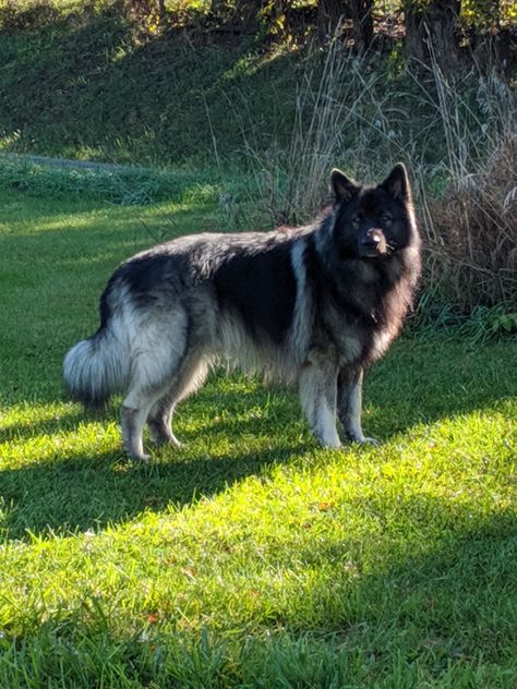 Old German Shepherd Dog, Shiloh Shepherd Puppies, Shiloh Shepherd Dog, Native American Indian Dog, American Indian Dog, Indian Dog, Anime Puppy, Shiloh Shepherd, Trailblazer Ss