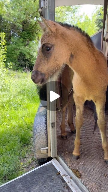 𝑀𝐸𝑅𝐼𝐿𝑉𝐸𝑅 on Instagram Cool Horses, Funny Horse Videos, Funny Horse Pictures, Busy Boards, Cute Horse Pictures, Busy Boards For Toddlers, Funny Horses, Horse Videos, Funny Horse