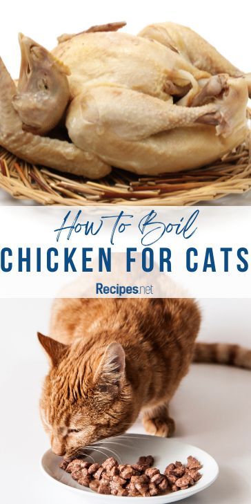 Make nutritious cat food at home with our easy boiled chicken recipe. Homemade cat food is an excellent way to cater to your pet's dietary needs. Simple, healthy, and delicious! Check out recipes.net for more cat food homemade ideas! #CatFoodHomemade #HealthyFelines #DIYPetRecipes #CatHealth #CatFood Boiling Chicken, Cooking Techniques Basic, Boil Chicken, Breakfast Cocktails, Chicken Diet, Homemade Cat Food, Chicken Cat, Chicken Home, Chicken Treats