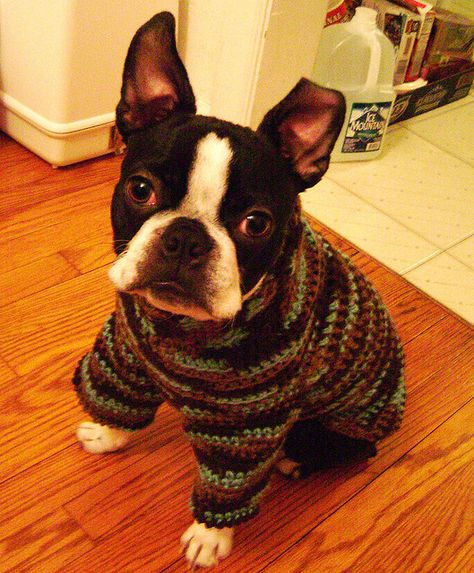 Iggy Pup in his new sweater by DIY Sara, via Flickr Crochet Dog Clothes, Dog Sweater Crochet Pattern, Dog Sweater Pattern, Crochet Dog Sweater, Dog Pajamas, Crochet Stuff, Crochet Dog, Sweater Crochet Pattern, Dog Sweaters