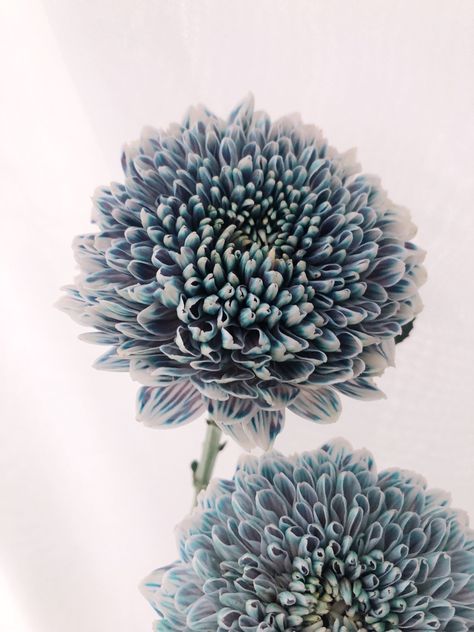 Blue Chrysanthemum, Dyed Flowers, Chrysanthemum Tattoo, Boquette Flowers, Rosé Aesthetic, Album Diy, Grey Flowers, Botanical Beauty, Natural Forms