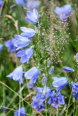 Scottish Bluebells, Bluebells Flower, Bluebell Watercolour, Scotland Cottage, Bluebell Watercolour Paintings, Desert Bluebells, Scotland Aesthetic, Bluebell Woodland, Meadow Garden