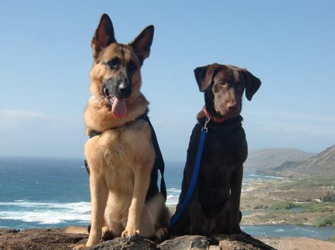 Lab and german shepherd friends. German Shepherd And Labrador, Photography Board, Dream Dog, Motivation Board, Our Friendship, The Shepherd, Black Lab, 2024 Vision, Working Dogs