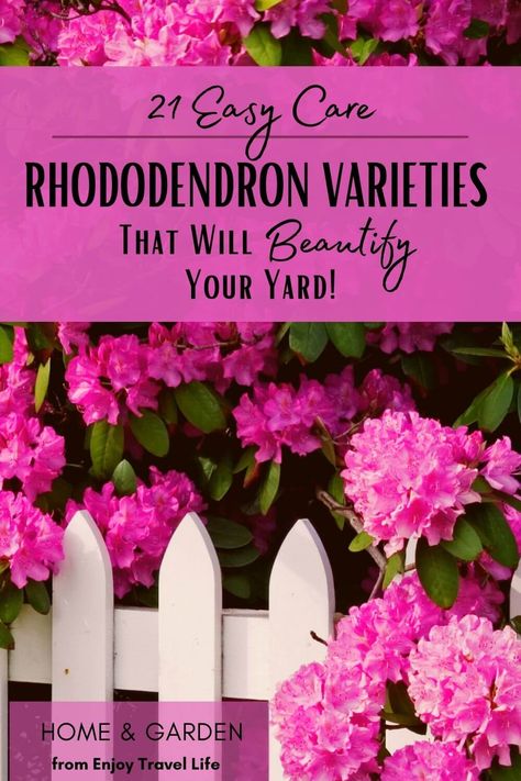 Add these easy-care rhododendron varieties to your landscape and your yard will beautiful for many years to come! Includes care instructions. #enjoytravellife #rhododendron #landscape Landscaping With Rhododendrons, Rhododendron Landscape Front Yard, Rhododendron Varieties, Rhododendron Landscape, Shade Perennial Garden, Garden Renovation, Yard Makeover, Knockout Roses, Azalea Flower