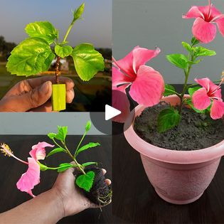 How to Propagate Hibiscus From Cuttings / using natural rooting hormone aloe vera (With Updates) | How to Propagate Hibiscus From Cuttings / using natural rooting hormone aloe vera (With Updates) | By Rana CraftFacebook Propagate Hibiscus, Rooting Hormone, Garden Landscaping, Hibiscus, Aloe Vera, Landscaping, Plants, Quick Saves, Nature