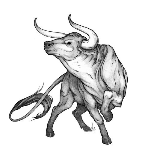 Toros Tattoo, Ox Tattoo, Taurus Bull Tattoos, Taurus Constellation Tattoo, Bull Tattoo, Taurus Bull, Bull Tattoos, Bull Art, Taurus Tattoos