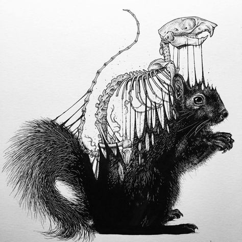 These guys are everywhere in Toronto right now…... - Paul Jackson Artist Paul Jackson Artist, Squirrel Drawing, Paul Jackson, Petit Tattoo, Jackson's Art, A Squirrel, Ink Illustrations, Drawing Art, Pretty Art