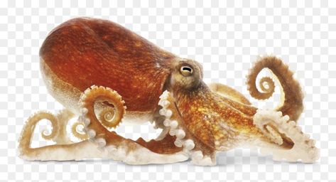 Octopus Facts, Octopus Photos, Common Octopus, Octopus Pictures, Octopus Squid, Skin Science, Elephant Head, Ocean Life, Kraken