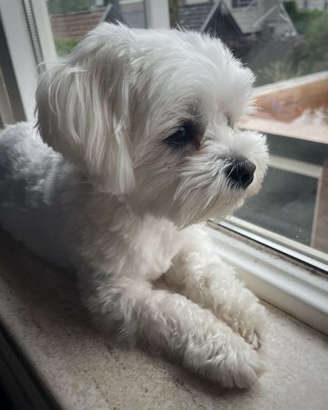 Maltese Poodle Mix Dogs, Maltese Haircut Teddy Bear, White Fluffy Puppies, Maltese Dogs Haircuts, Bichon Maltese, Maltese Poodle Mix, White Maltese, Cute White Dogs, Maltese Poodle