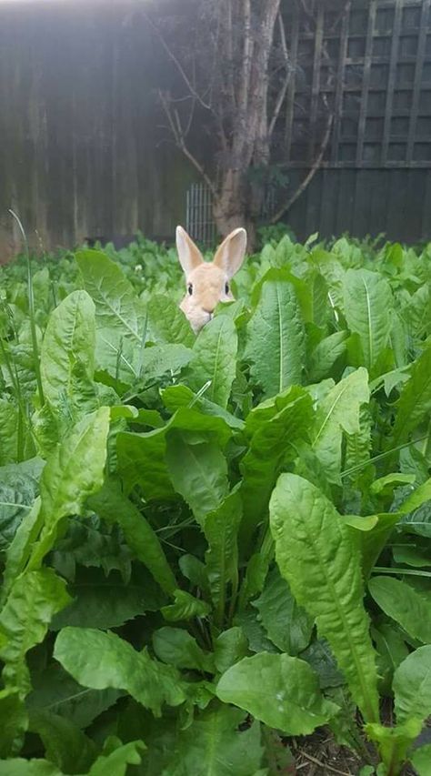 Sweet Animals, 귀여운 동물, Cute Bunny, Animals Friends, Beautiful Creatures, Animal Kingdom, Buns, Rabbits